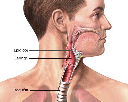 epiglote