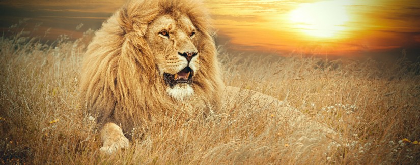 El “León» y el miedo