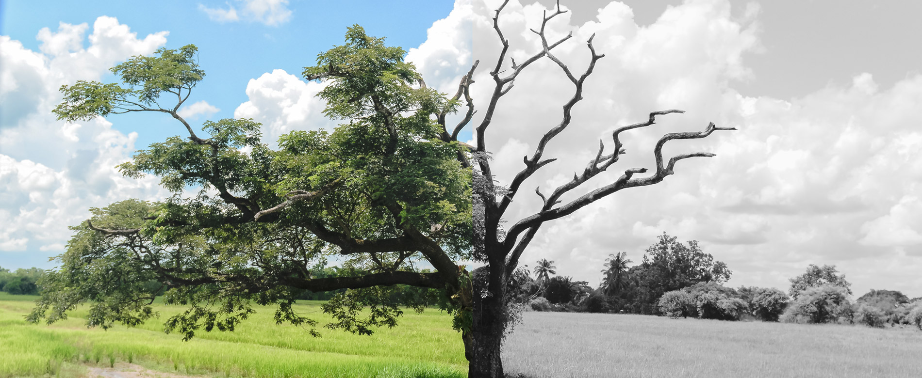 SIERVAS EN ALERTA – ¿VIVA O MUERTA?