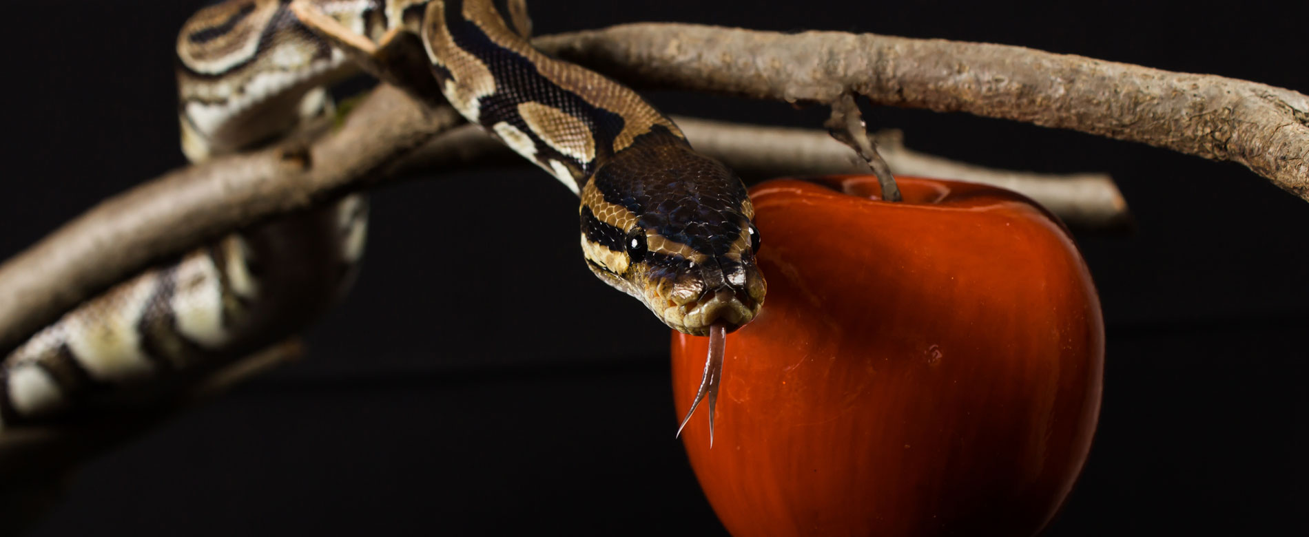 Siervas en alerta – La astucia