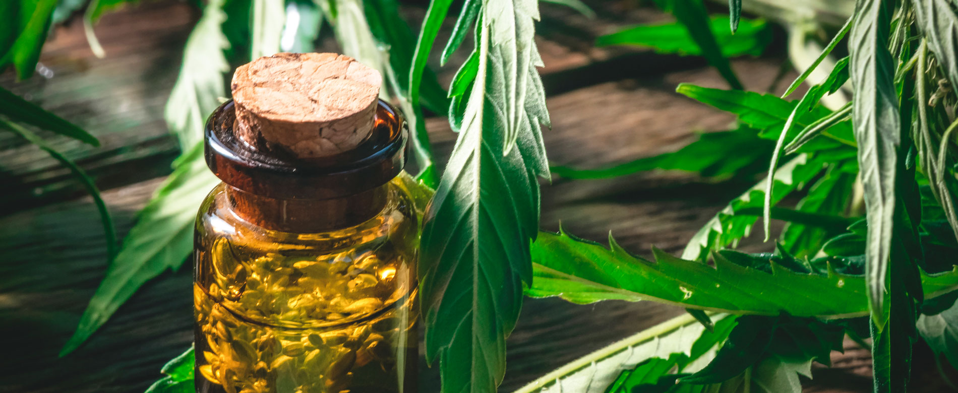 Siervas en alerta – El aceite puro