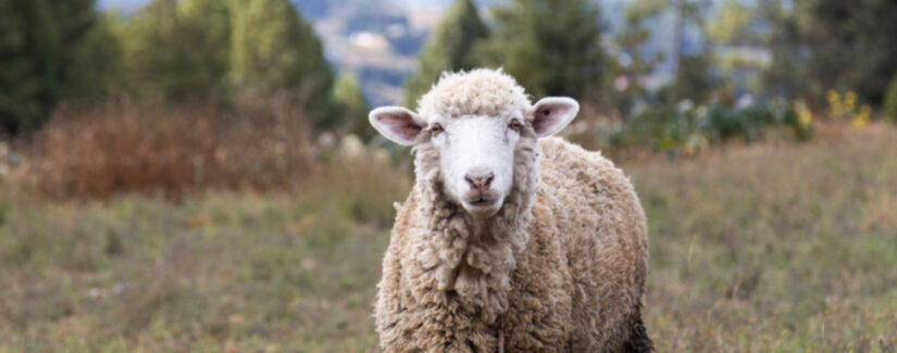 Dios provee aquello que no esperamos