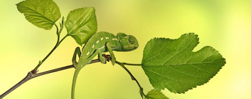 Осторожно с хамелеоном!