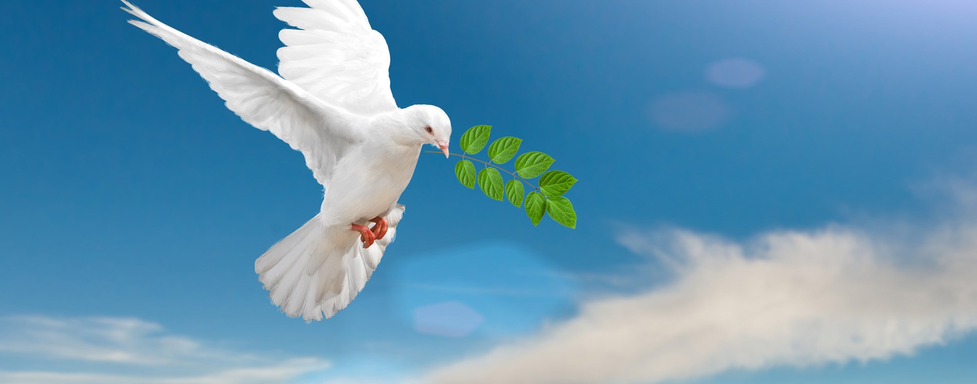 быть свидетельством — 58