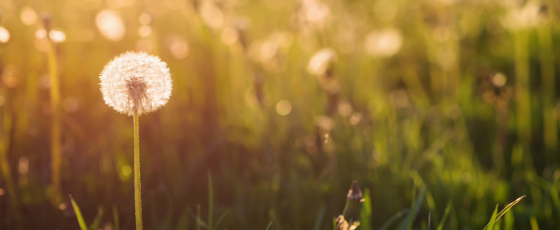 Быть свидетельством — 98