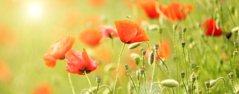 12º Dia – Quem pode certificar que Deus é verdadeiro?