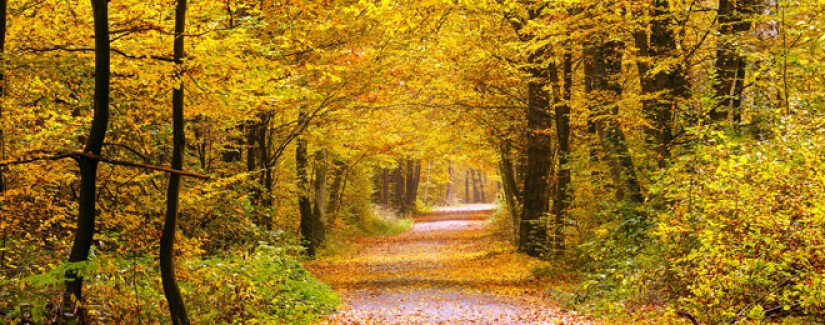 35º Dia – Incredulidade