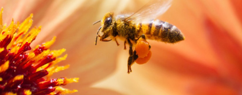 Obreira: Obreira Abelha