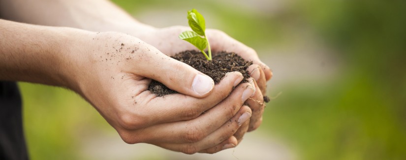 Obreira o que tem plantado?