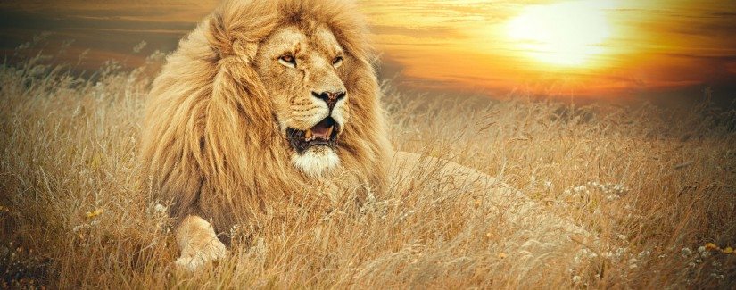 O “leão” e o medo