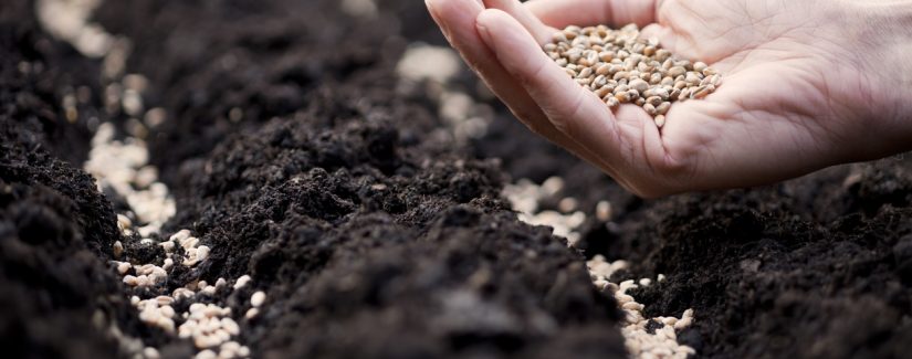 Por que a semente da Palavra de Deus não tem dado fruto