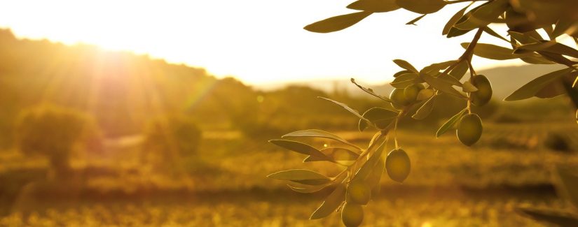 Quem são os que produzem frutos – parte 2