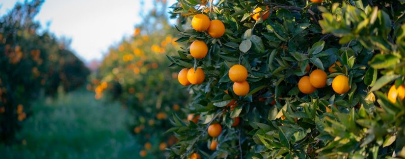 O que você permite: a bênção ou a maldição?