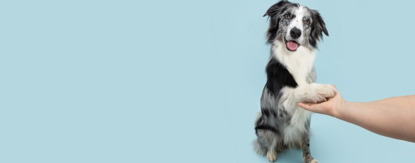 A fé ouve e obedece