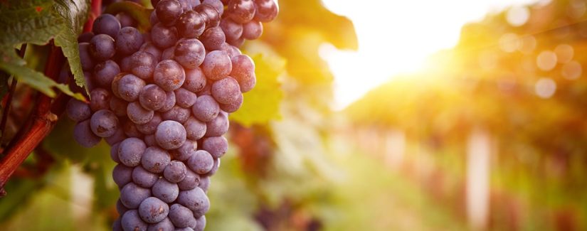 O que me impede de produzir frutos?